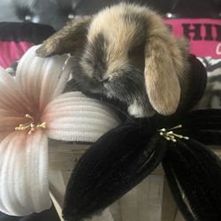 Pipe Cleaner Flowers!! (BUNNY NOT INCLUDED)