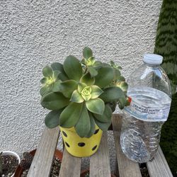 Aeonium Succulent Plant