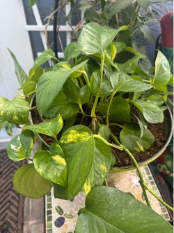 Beautiful photo plant in green pot 5 gallon.