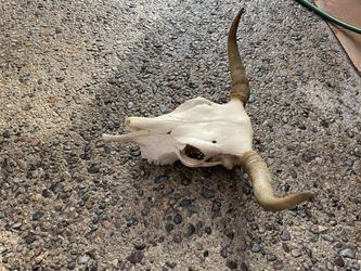 Cow Skull