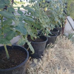 Roma Tomato Plants In Pots With Fruit On Them
