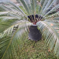 Sago Palm Tree