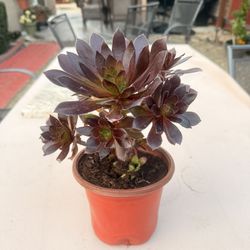 Beautiful Succulent Plant - Aeonium 'Merlot’