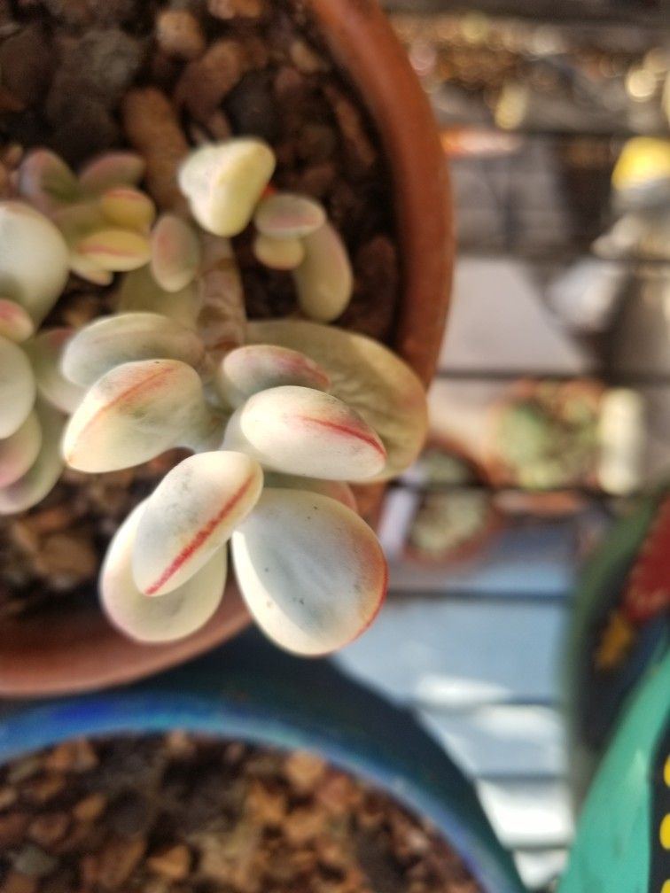 Verigrated Cotyledon 