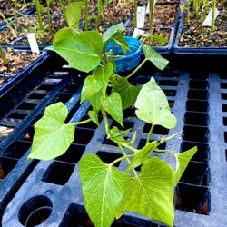 TIME TO PLANT ORGANIC SWEET POTATO Plants that will GROW AND PRODUCE here in our area. I have been growing these Asian Sweet Potatoes for years and th