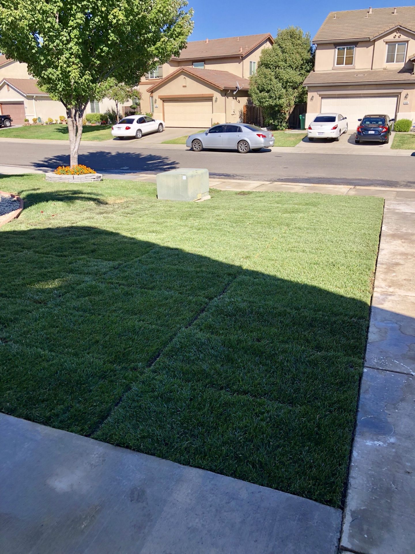 Elite plus fescue Grass
