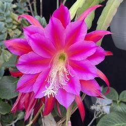 8-10inch  Cuttings Orchid Cactus 