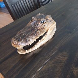 Real Gator Head