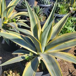 Agave Arizona Star