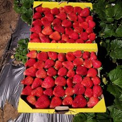 Wholesale Freshly Picked Sweet Strawberries 🍓 