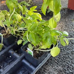Basil Plants