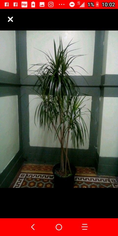 Margeneta plant