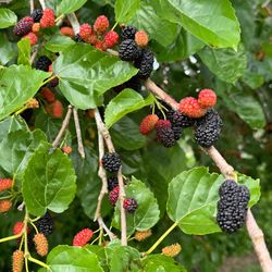 Arboles De Mulberry Grafted 3gallones 