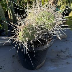 “ Opuntia Sulphurea “ in 5 gallon $30 #OS01