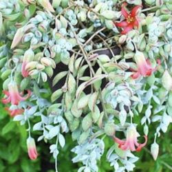 Cotyledon Pendant 
