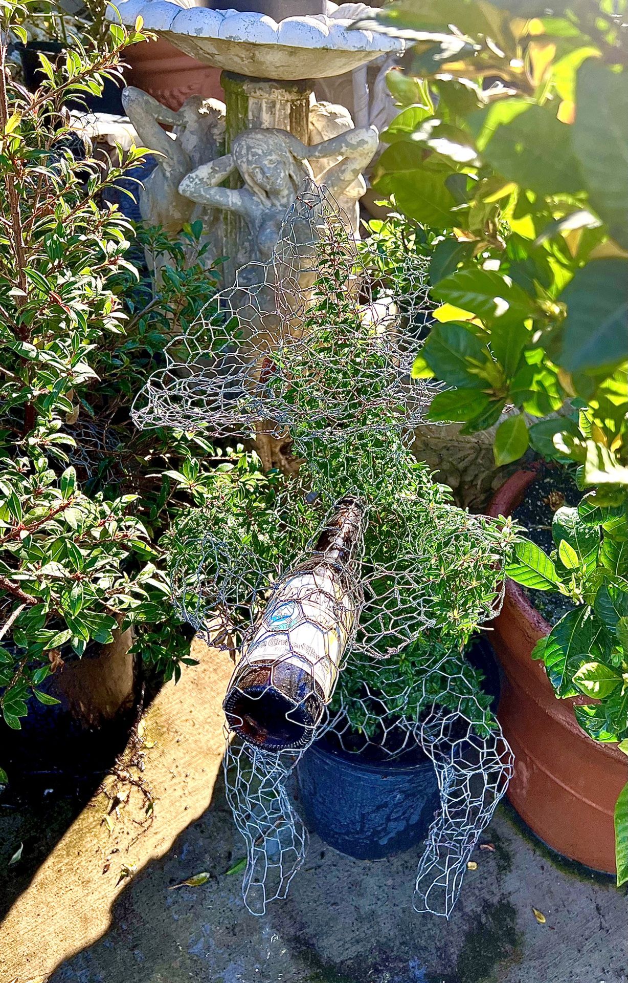 Great Gifts! ๐ BORRACHA Topiary (Real Plant) - ANY Shape Available Again !