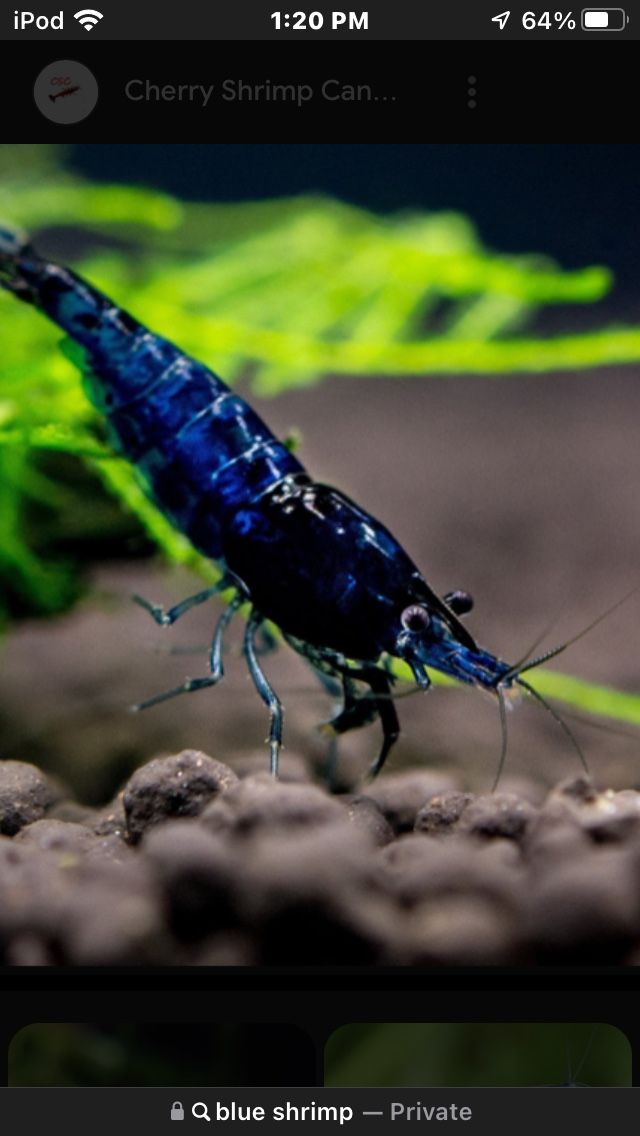 Pet Shrimp- Pure Blue