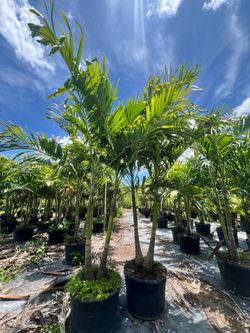 Christmas palm , over 8 ft tall. Instant privacy hedge .