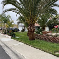 Palm Tree