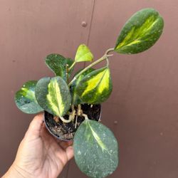 4” variegated hoya obovata 