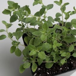 Oregano Plant