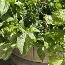 Plant In  1/2 Barrel