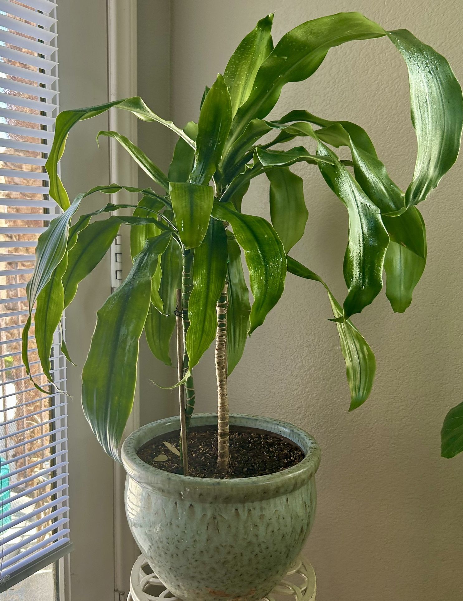 Dracaena/ Corn Plant For Sale !!