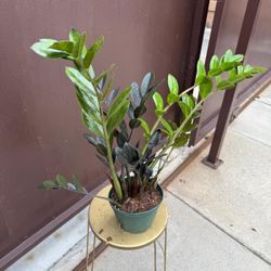 6” raven zz plant