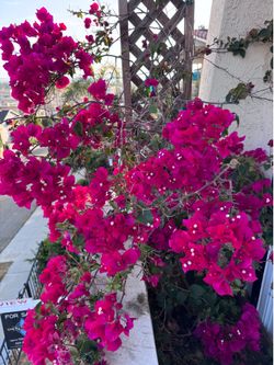 Great Bougainvillea (2X)