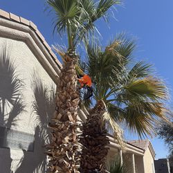 Palm trees removed