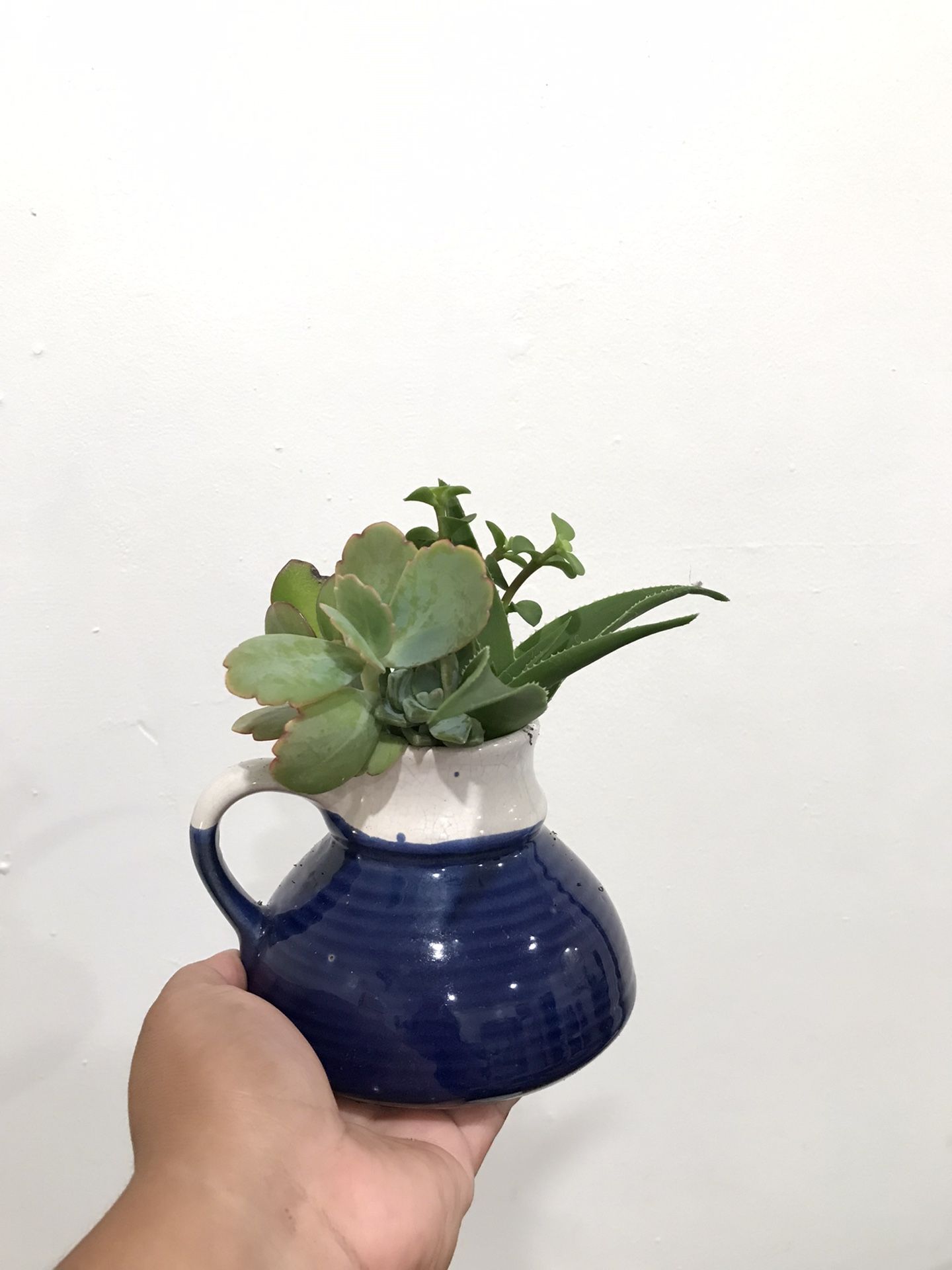 Succulent Plants