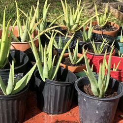 Aloe Vera * Various Sizes