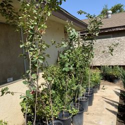 Fuyu Persimmon Tree In Five Gallon Pot 40$ 