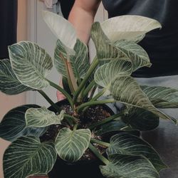 Large Philodendron Birkin