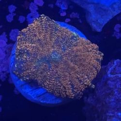 Orange Rhodactis Mushroom Display decor