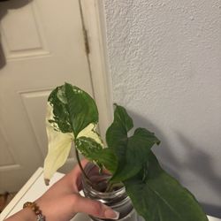 Cuttings