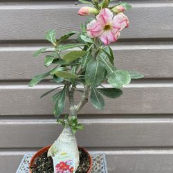 6” Bonsai Desert Rose