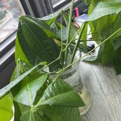 Chinese Money Tree Cuttings