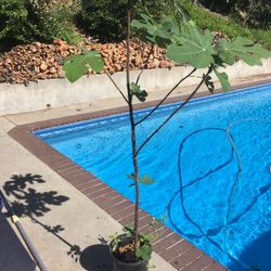$20 fig tree in 5 gallon 