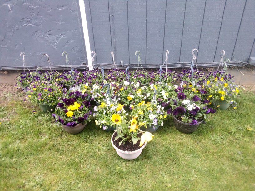 Hanging Baskets & Potted Plants "EVERYTHING DEAL"