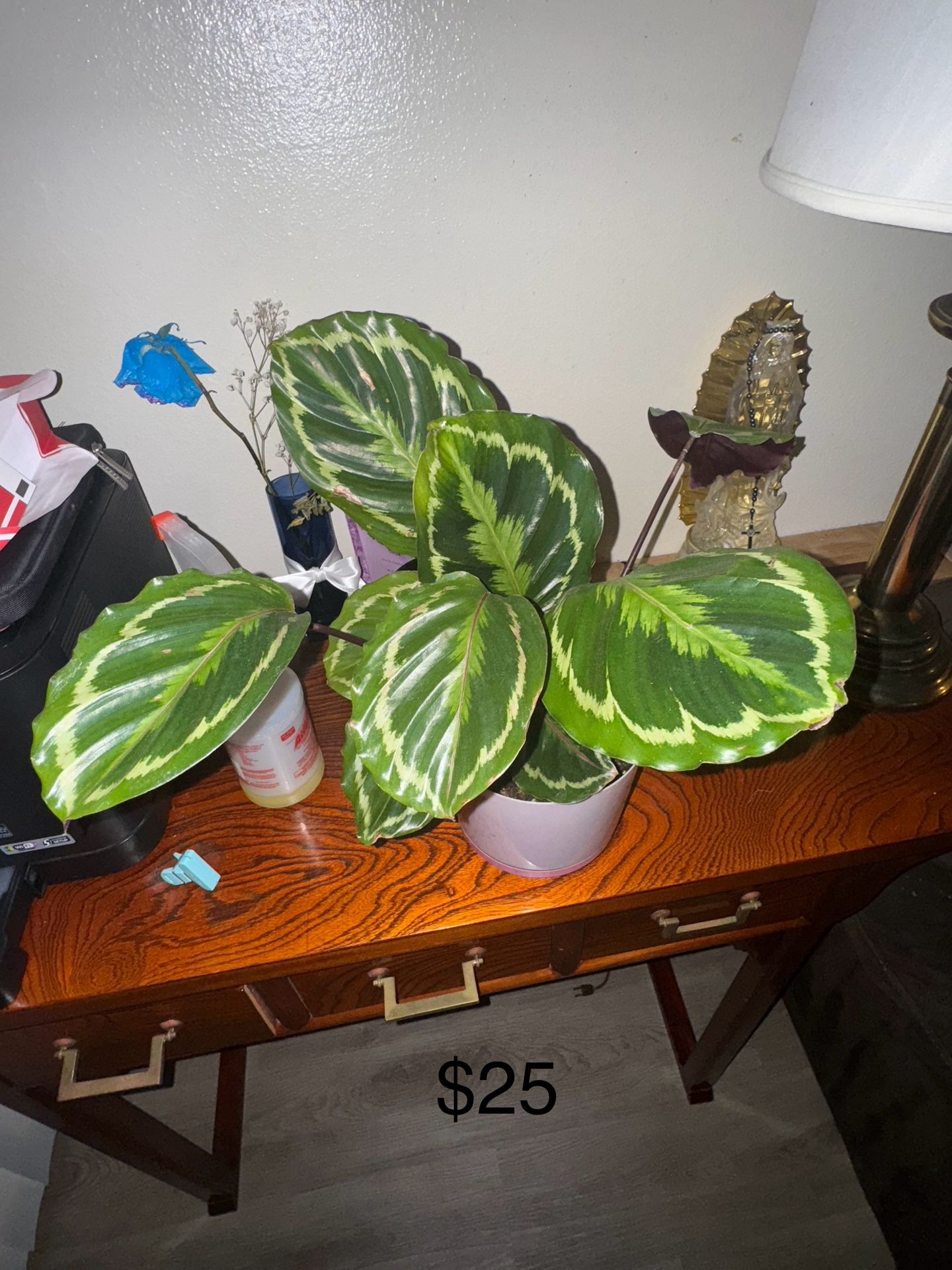 Plant Sale !
