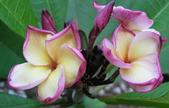 Plumeria " GOLDEN PAGODA "PLANT CUTTING ROOTED