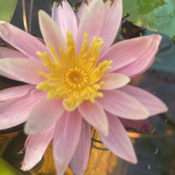 Pond Plants Lots Of Varieties 