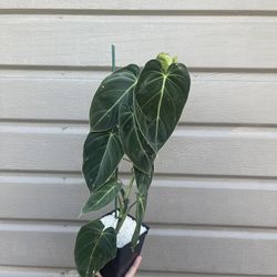 4” philodendron melanochrysum tall plant