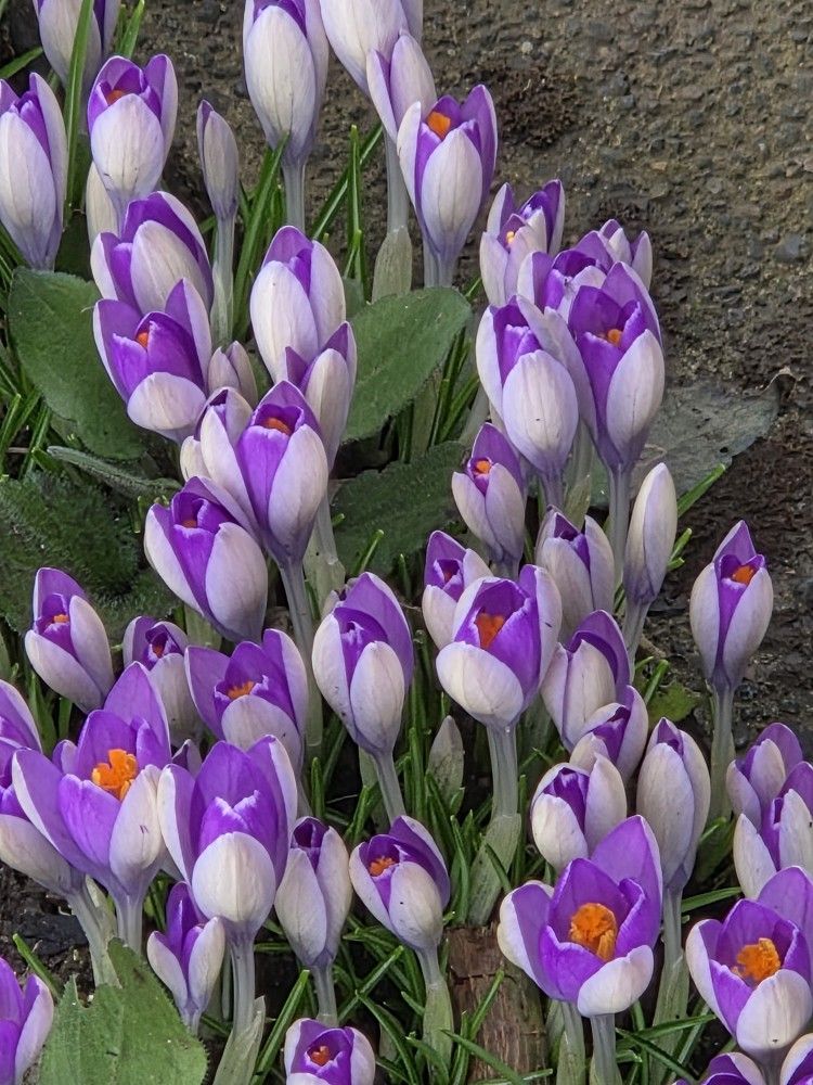 Beautiful Crocuses