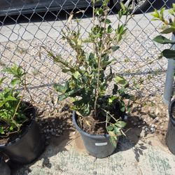 Texas Privet Plant