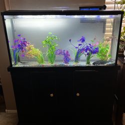 Aquarium