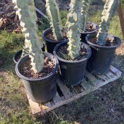 Toadom Pole/ Lophocereus Schotti Succulents