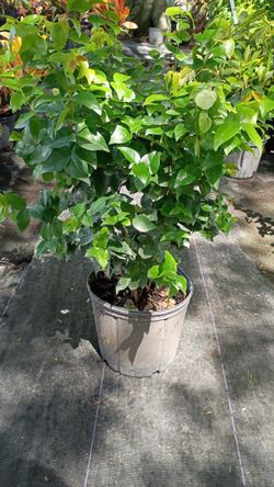 Cherry Hedges - 3 Gallons