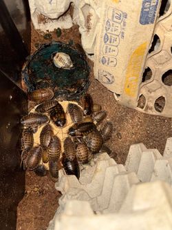 Dubia Roach Feeders